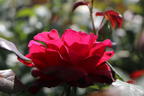 Nostalgie®-Edelrose 'Admiral' ® - Rosa 'Admiral' ®