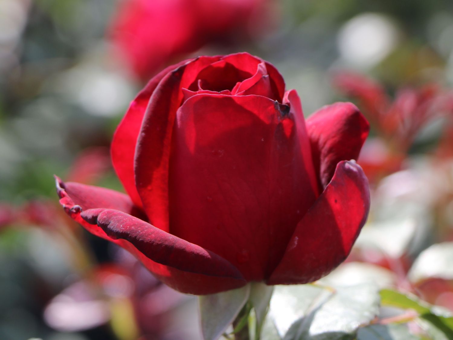 Nostalgie®-Edelrose 'Admiral' ® - Rosa 'Admiral' ®