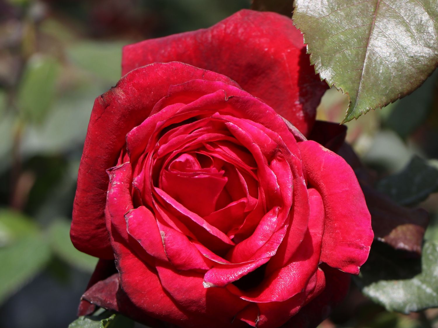 Nostalgie®-Edelrose 'Admiral' ® - Rosa 'Admiral' ®