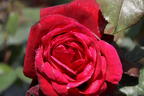 Nostalgie®-Edelrose 'Admiral' ® - Rosa 'Admiral' ®