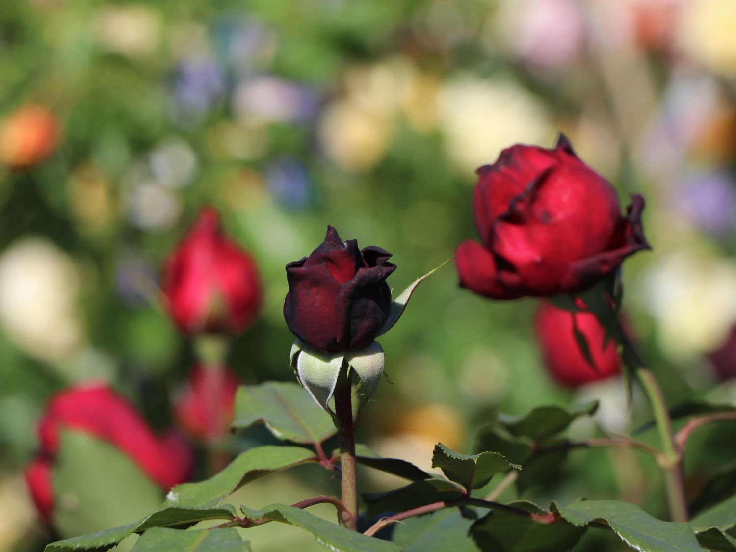 Nostalgie®-Edelrose 'Admiral' ® - Rosa 'Admiral' ®