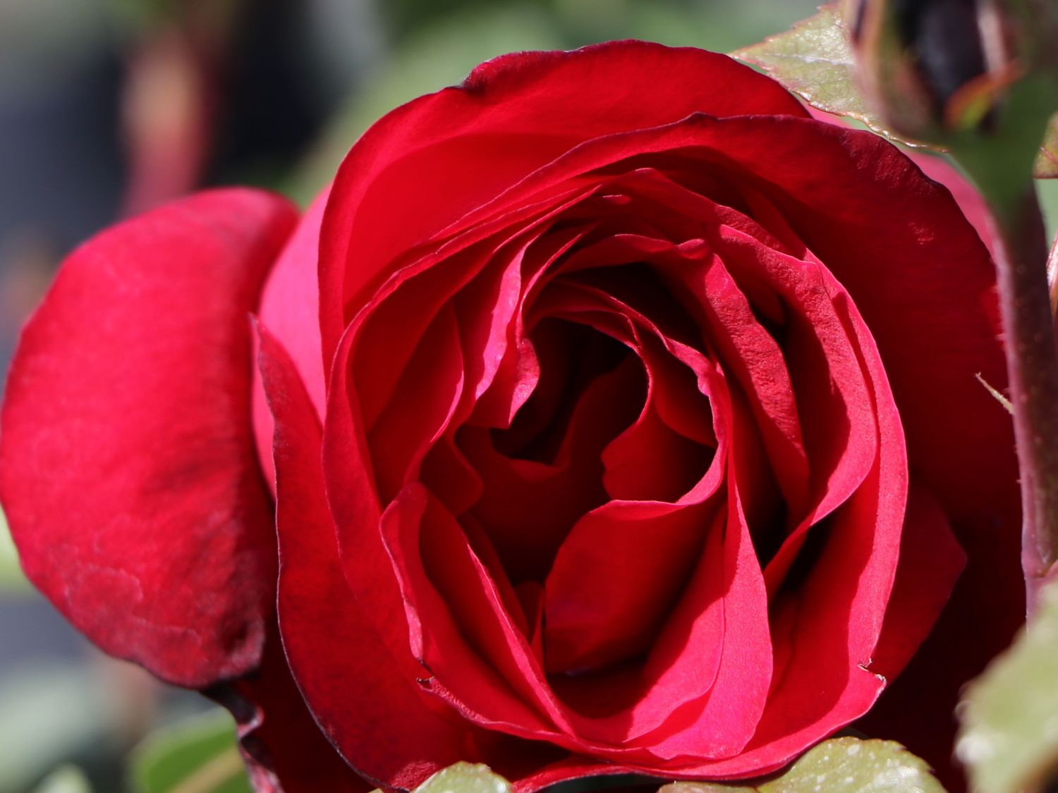 Nostalgie®-Edelrose 'Admiral' ® - Rosa 'Admiral' ®