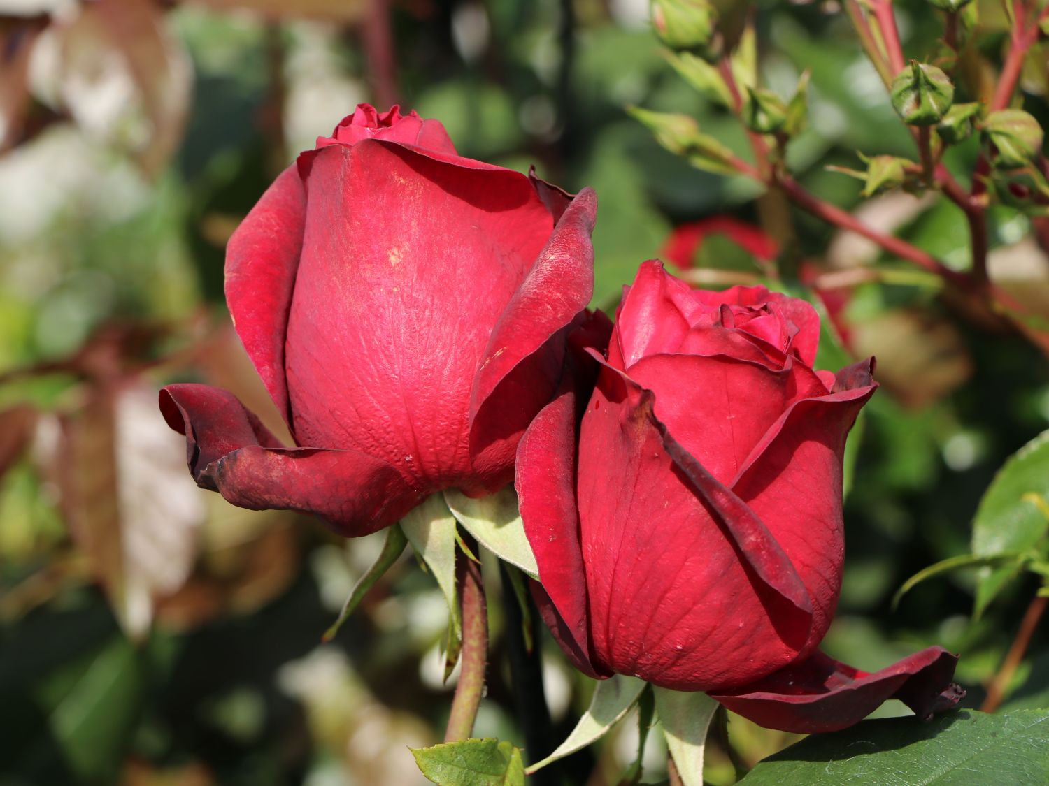 Nostalgie®-Edelrose 'Admiral' ® - Rosa 'Admiral' ®