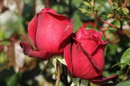 Nostalgie®-Edelrose 'Admiral' ® - Rosa 'Admiral' ®