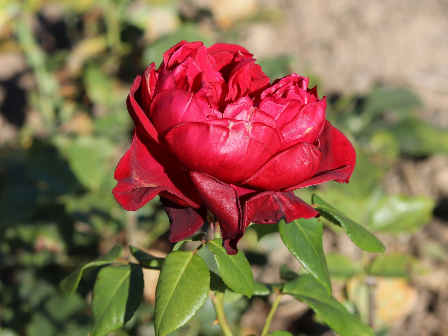 Nostalgie®-Edelrose 'Admiral' ® - Rosa 'Admiral' ®