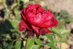 Nostalgie®-Edelrose 'Admiral' ® - Rosa 'Admiral' ®