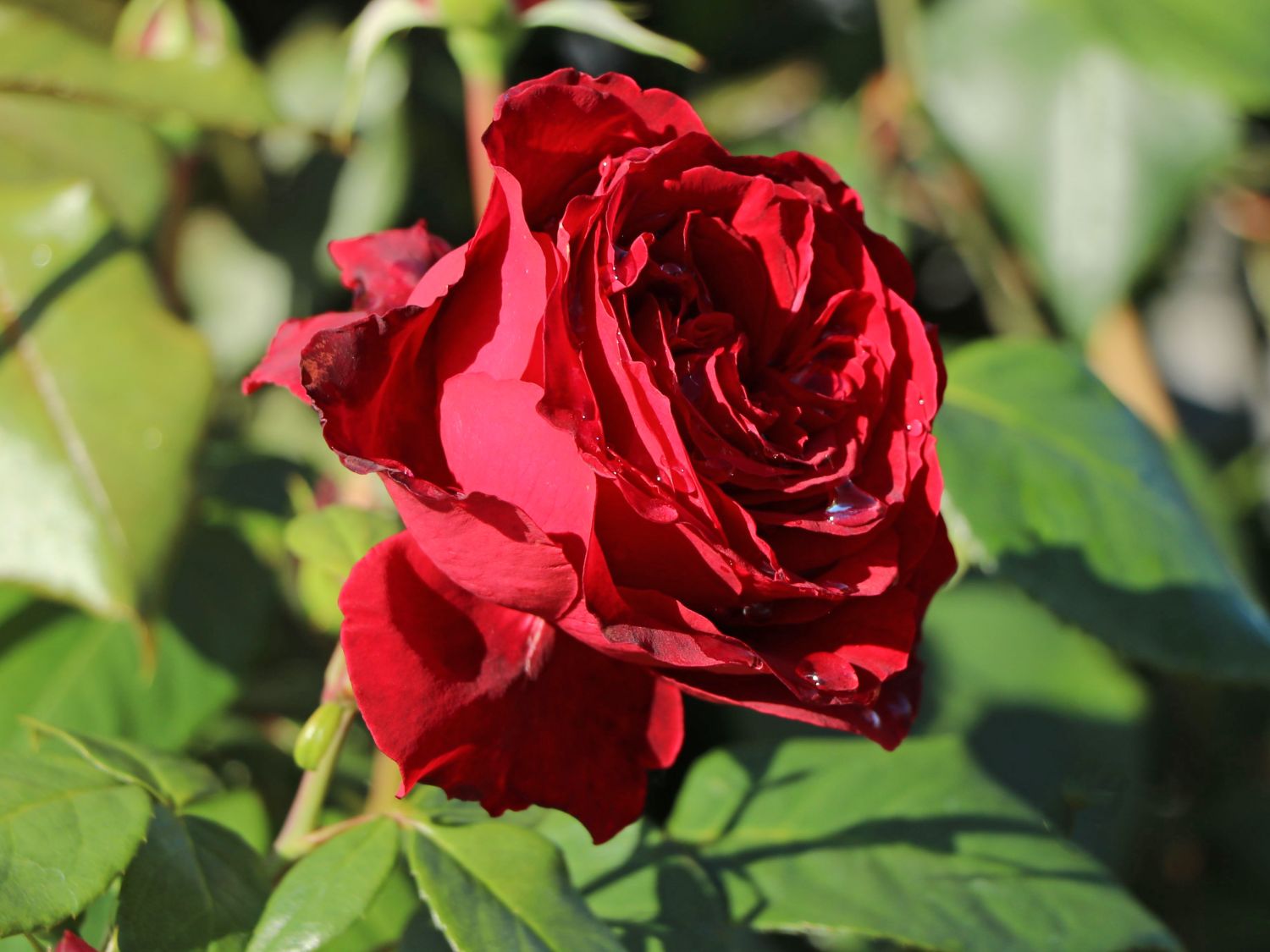 Nostalgie®-Edelrose 'Admiral' ® - Rosa 'Admiral' ®