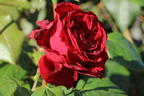 Nostalgie®-Edelrose 'Admiral' ® - Rosa 'Admiral' ®