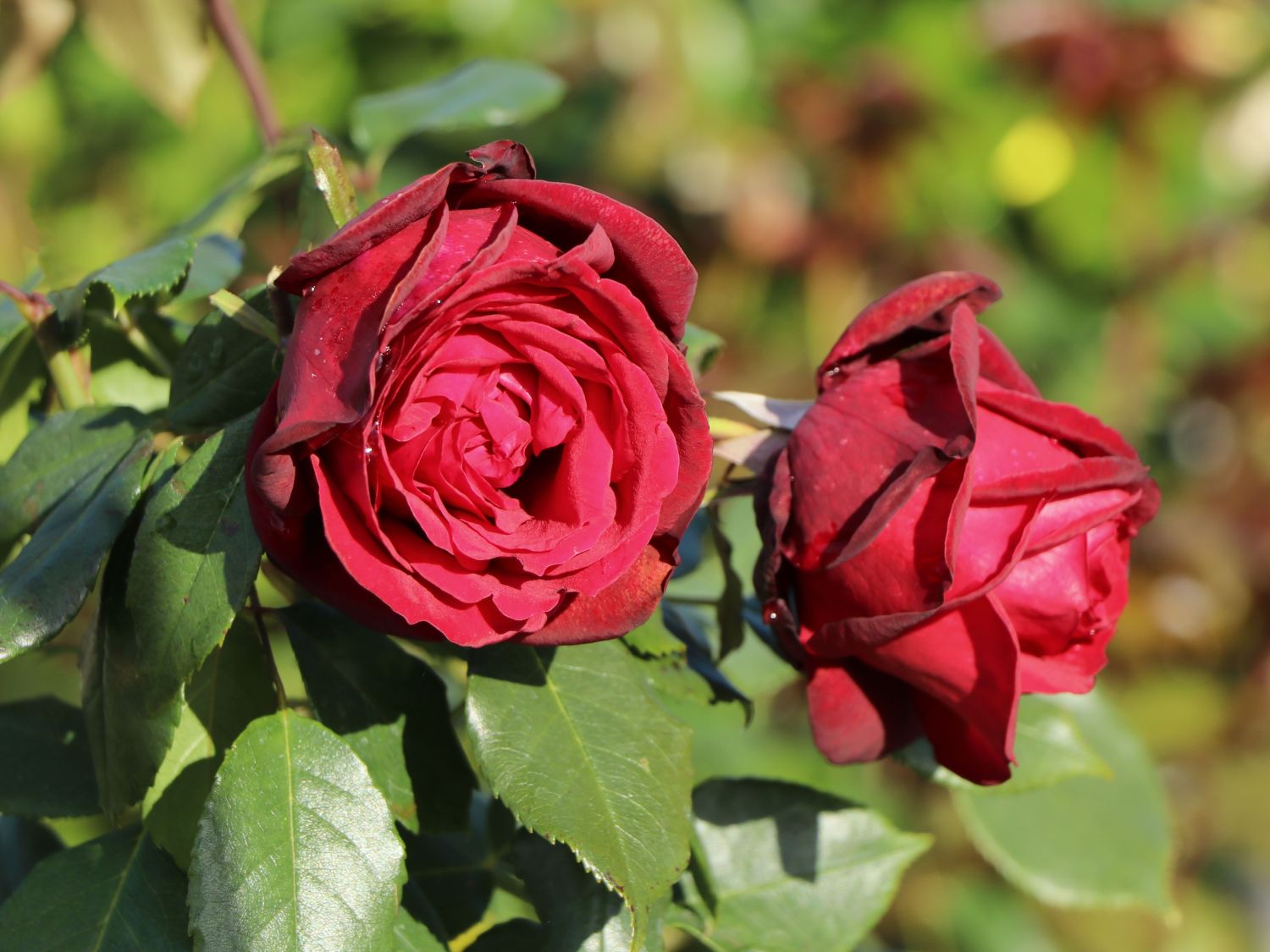 Nostalgie®-Edelrose 'Admiral' ® - Rosa 'Admiral' ®