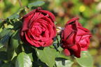 Nostalgie®-Edelrose 'Admiral' ® - Rosa 'Admiral' ®