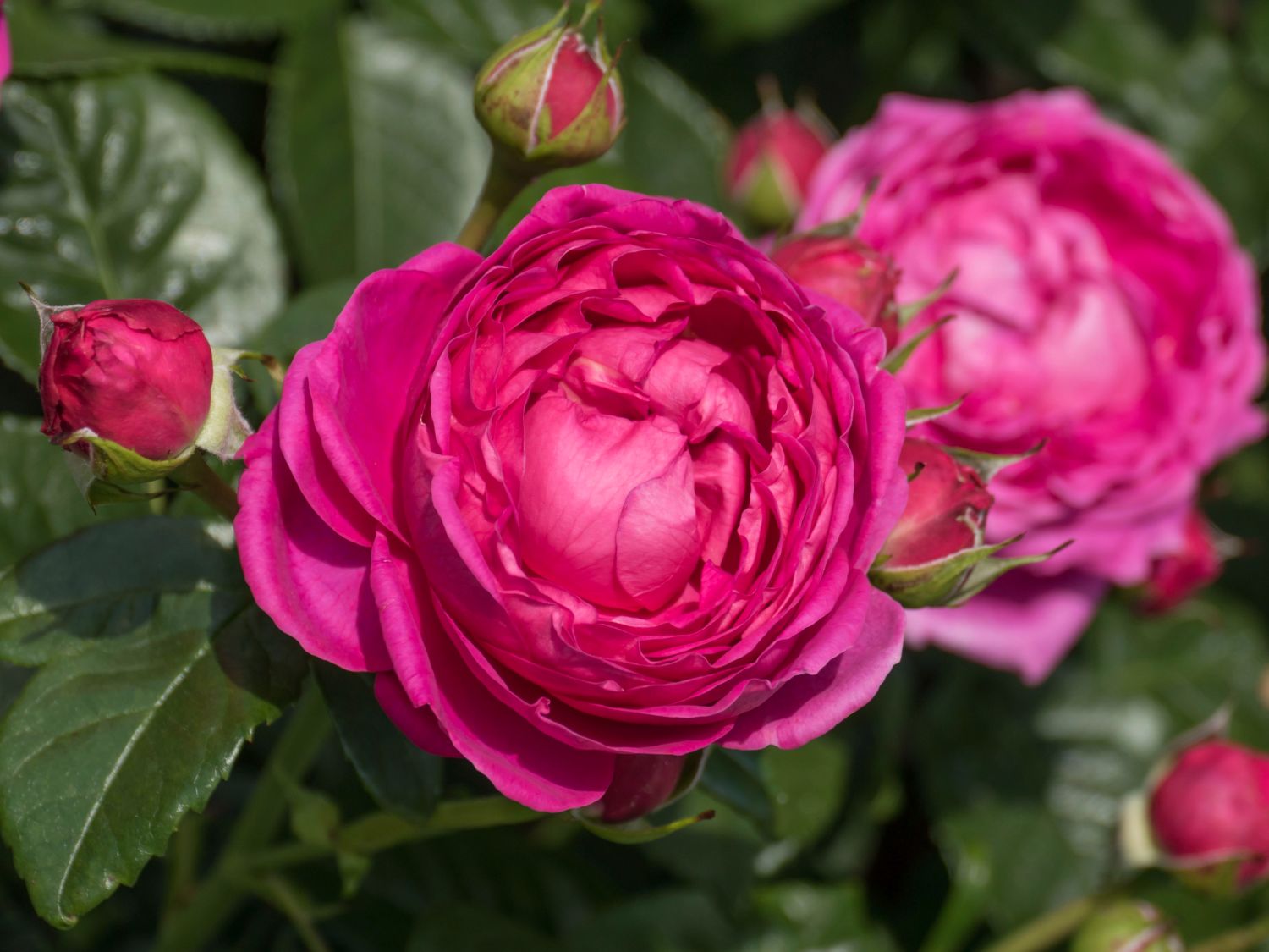 Nostalgie®-Edelrose 'Anuschka' ®