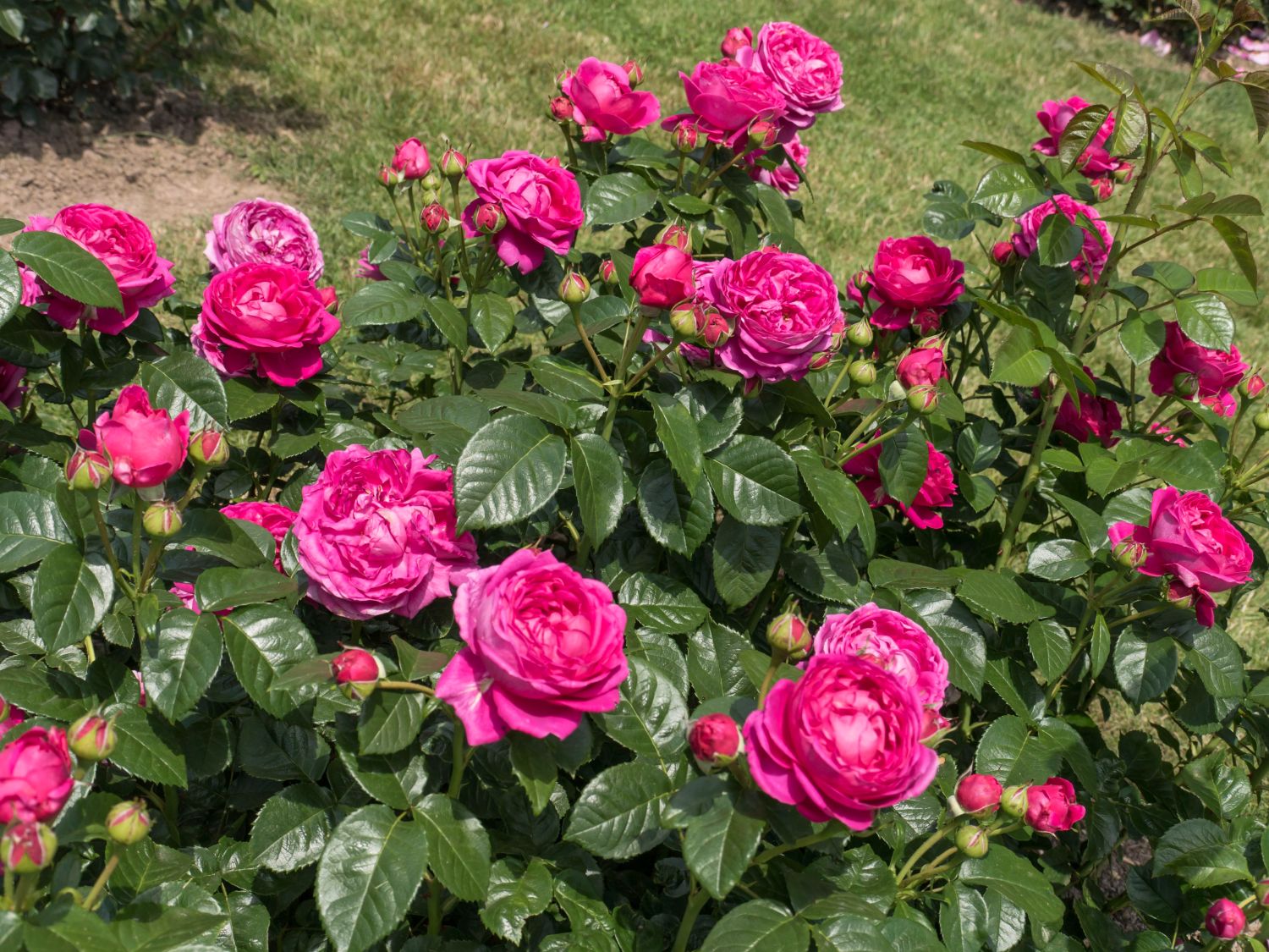 Nostalgie®-Edelrose 'Anuschka' ® - Rosa 'Anuschka' ®