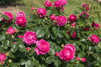 Nostalgie®-Edelrose 'Anuschka' ® - Rosa 'Anuschka' ®