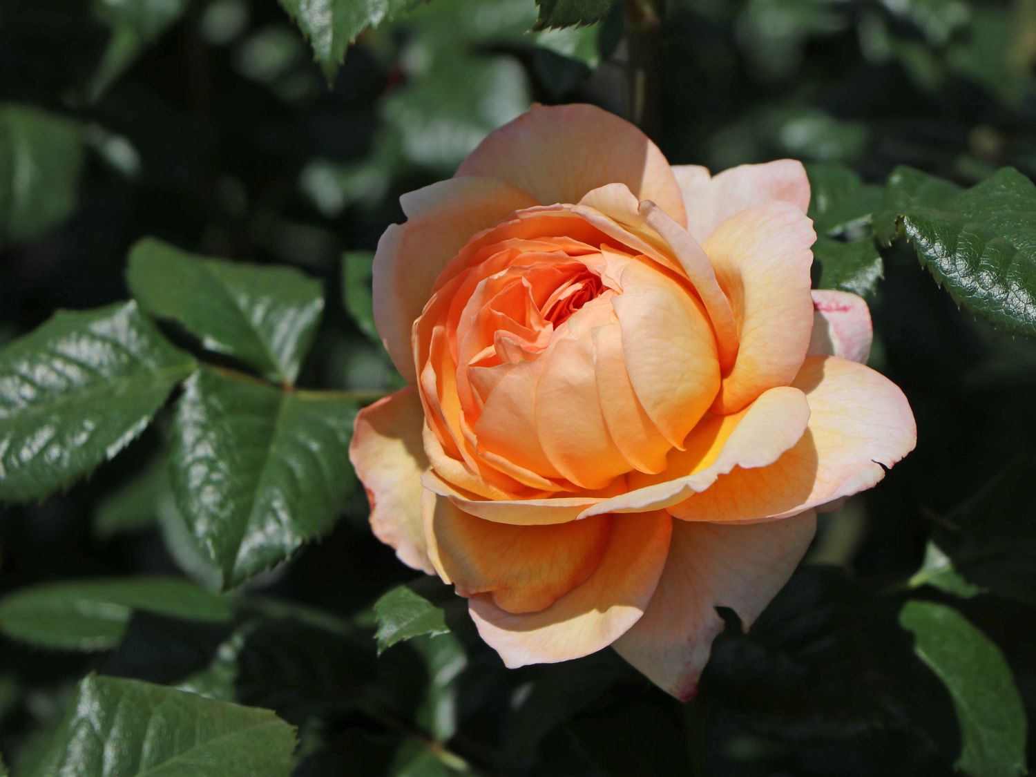 Nostalgie®-Edelrose 'Capri' ®