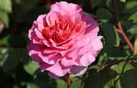 Nostalgie®-Edelrose 'Eisvogel' ®