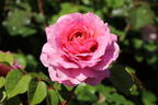 Nostalgie®-Edelrose 'Eisvogel' ® - Rosa 'Eisvogel' ®
