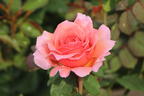 Nostalgie®-Edelrose 'Eisvogel' ® - Rosa 'Eisvogel' ®