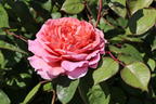Nostalgie®-Edelrose 'Eisvogel' ® - Rosa 'Eisvogel' ®