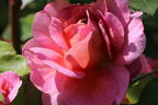 Nostalgie®-Edelrose 'Eisvogel' ® - Rosa 'Eisvogel' ®