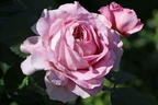 Nostalgie®-Edelrose 'Eisvogel' ® - Rosa 'Eisvogel' ®