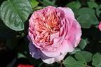 Nostalgie®-Edelrose 'Eisvogel' ® - Rosa 'Eisvogel' ®