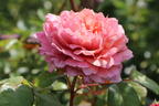 Nostalgie®-Edelrose 'Eisvogel' ® - Rosa 'Eisvogel' ®