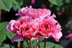 Nostalgie®-Edelrose 'Eisvogel' ® - Rosa 'Eisvogel' ®