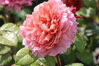 Nostalgie®-Edelrose 'Eisvogel' ® - Rosa 'Eisvogel' ®