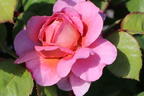 Nostalgie®-Edelrose 'Eisvogel' ® - Rosa 'Eisvogel' ®