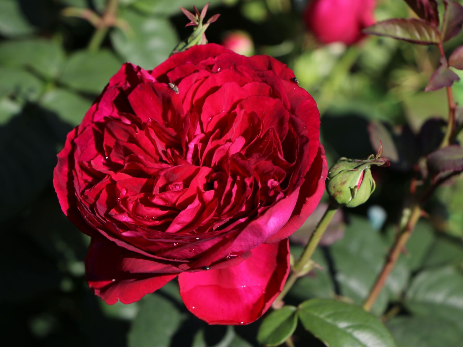 Nostalgie®-Edelrose 'Gospel' ® - Rosa 'Gospel' ®