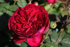 Nostalgie®-Edelrose 'Gospel' ® - Rosa 'Gospel' ®