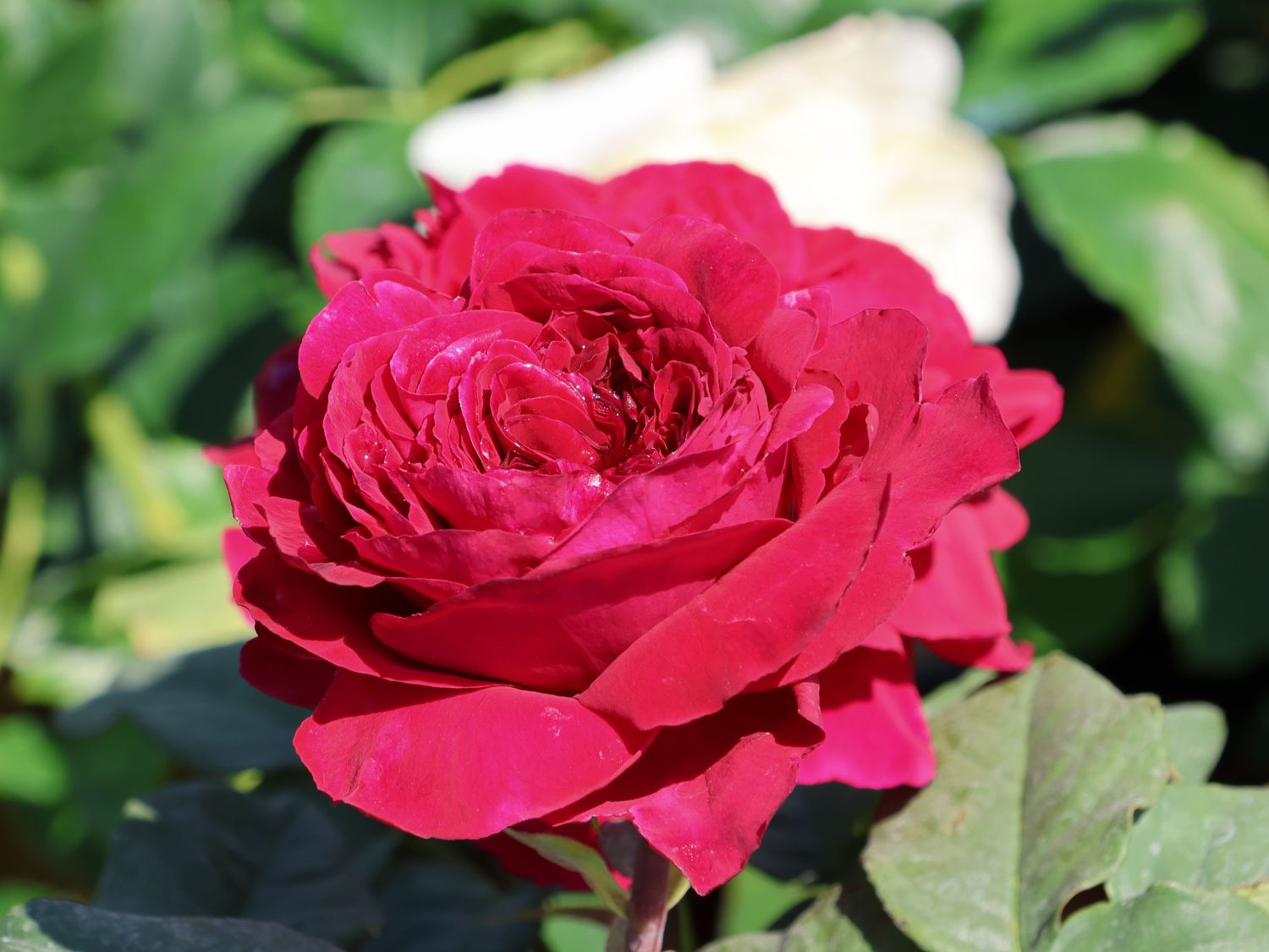 Nostalgie®-Edelrose 'Gospel' ® - Rosa 'Gospel' ®