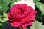 Nostalgie®-Edelrose 'Gospel' ® - Rosa 'Gospel' ®
