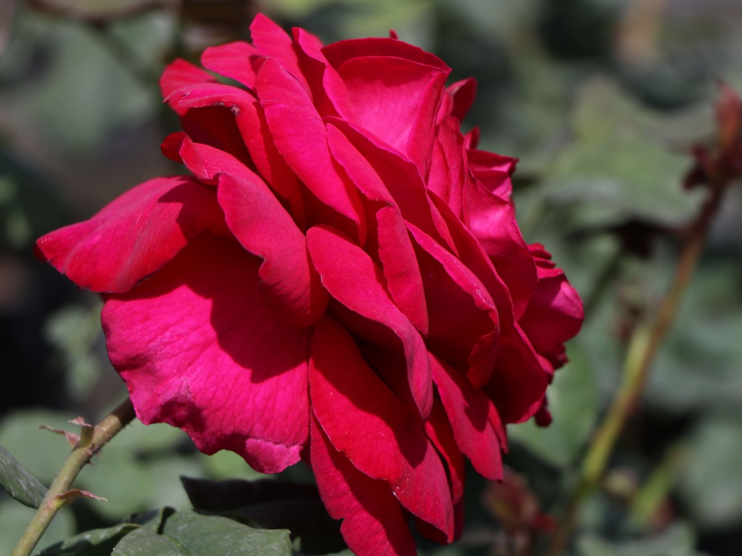 Nostalgie®-Edelrose 'Gospel' ® - Rosa 'Gospel' ®