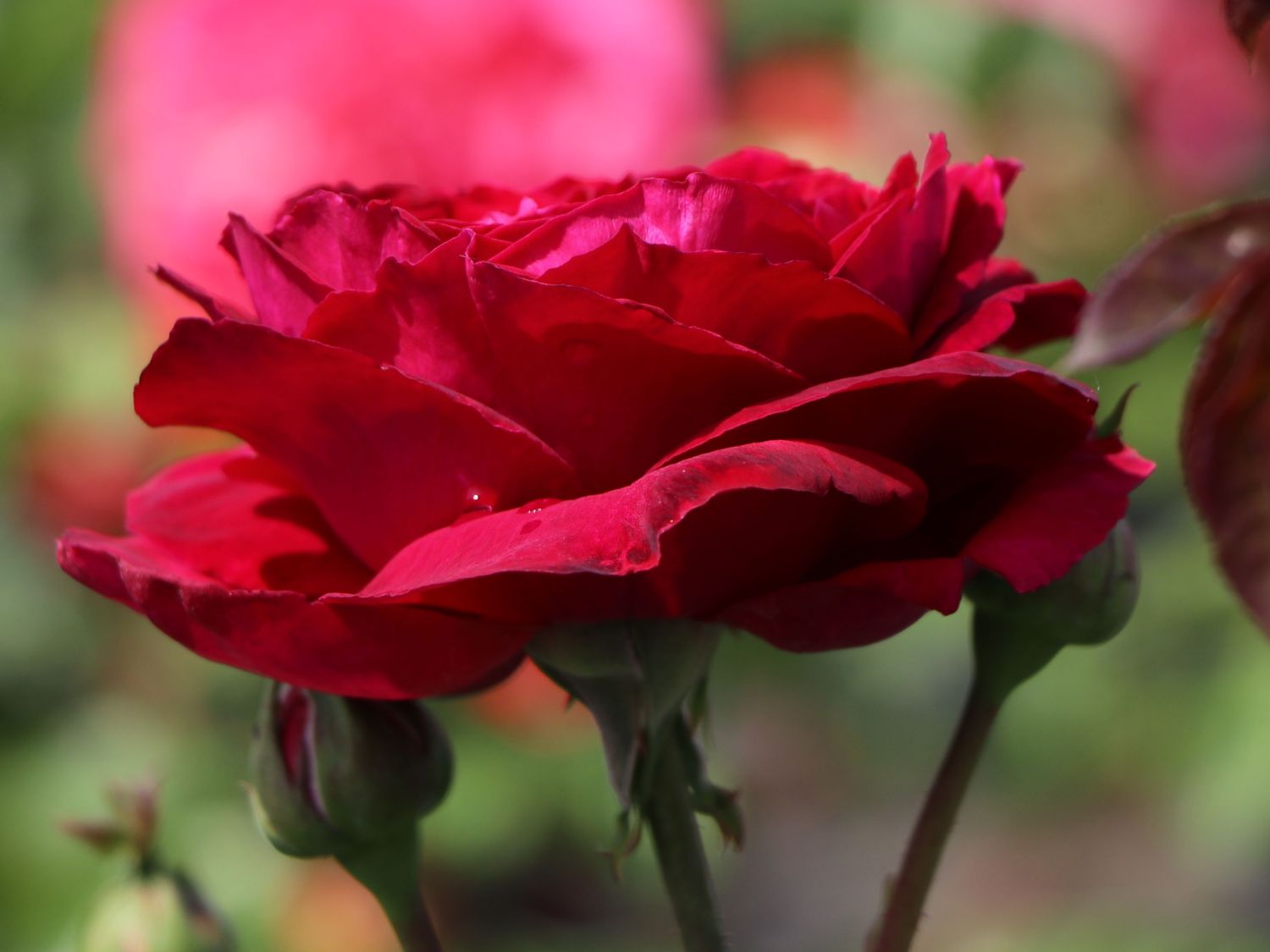 Nostalgie®-Edelrose 'Gospel' ® - Rosa 'Gospel' ®