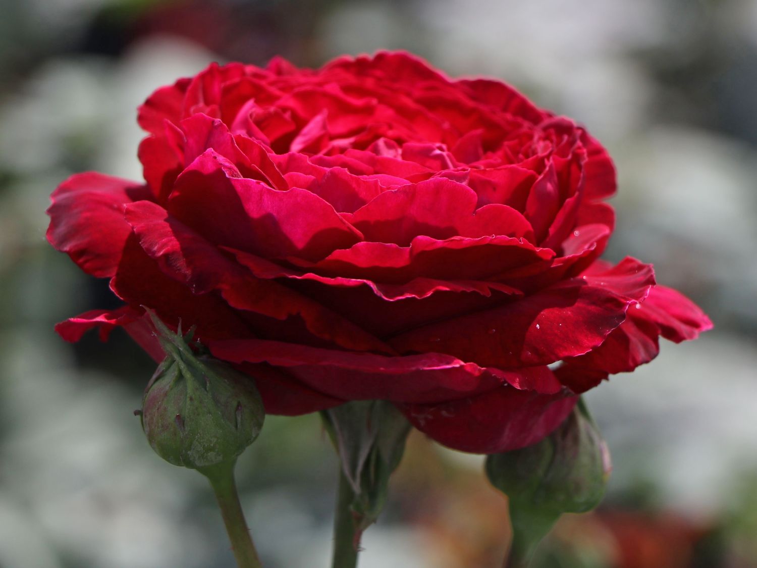 Nostalgie®-Edelrose 'Gospel' ® - Rosa 'Gospel' ®