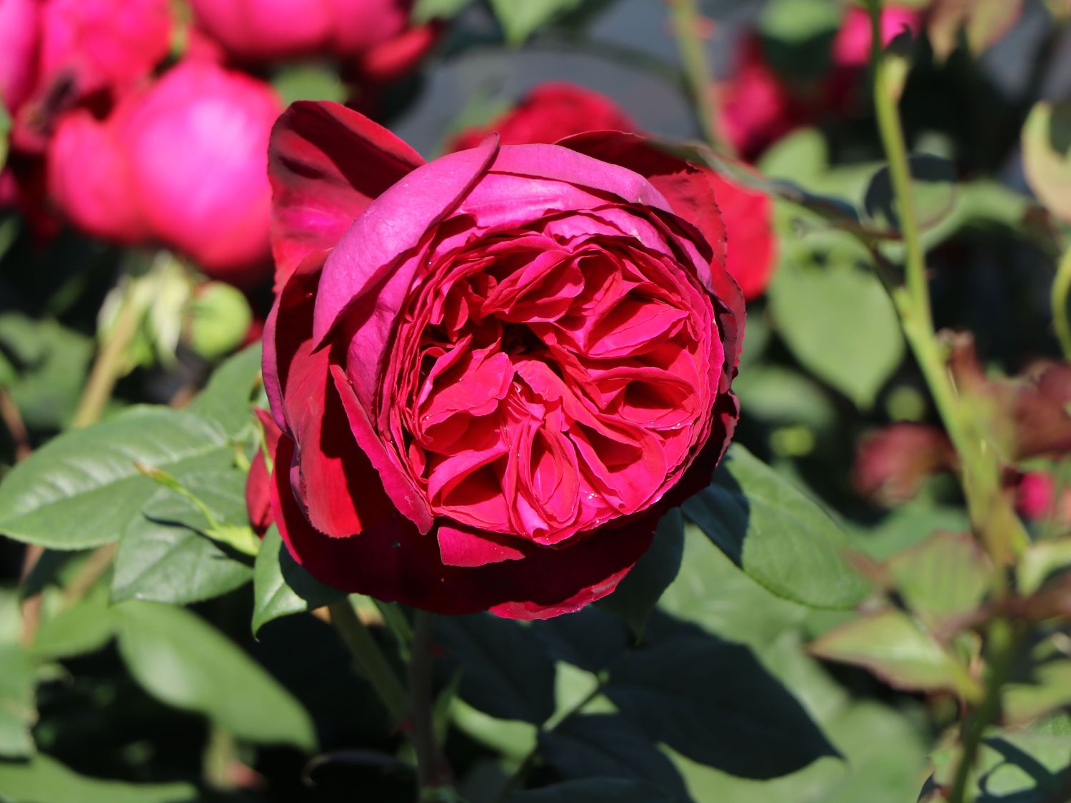 Nostalgie®-Edelrose 'Gospel' ® - Rosa 'Gospel' ®