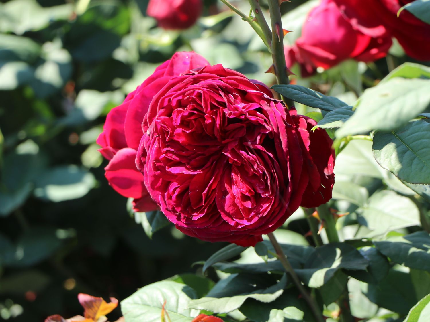 Nostalgie®-Edelrose 'Gospel' ® - Rosa 'Gospel' ®