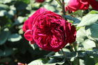 Nostalgie®-Edelrose 'Gospel' ® - Rosa 'Gospel' ®