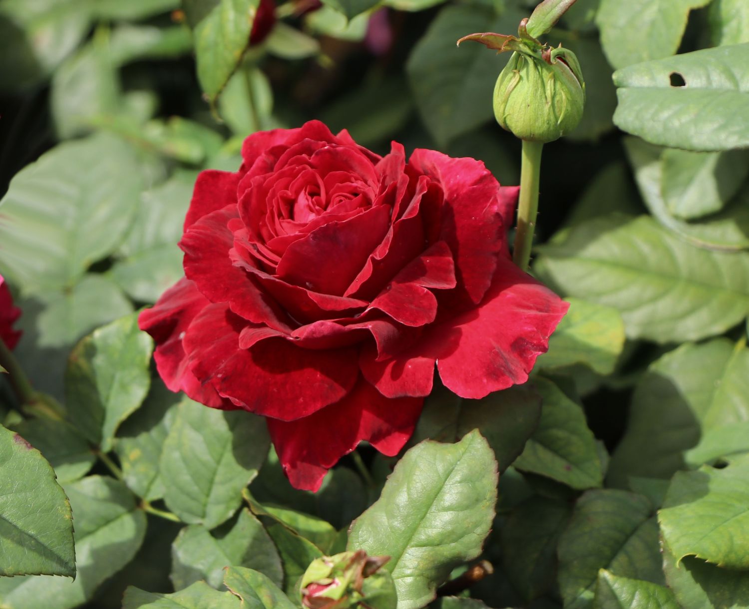 Nostalgie®-Edelrose 'Gospel' ® - Rosa 'Gospel' ®