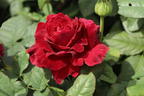 Nostalgie®-Edelrose 'Gospel' ® - Rosa 'Gospel' ®