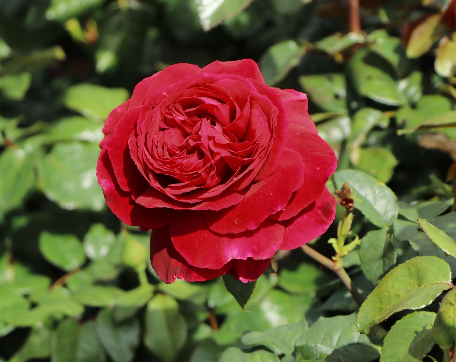 Nostalgie®-Edelrose 'Gospel' ® - Rosa 'Gospel' ®