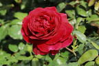 Nostalgie®-Edelrose 'Gospel' ® - Rosa 'Gospel' ®