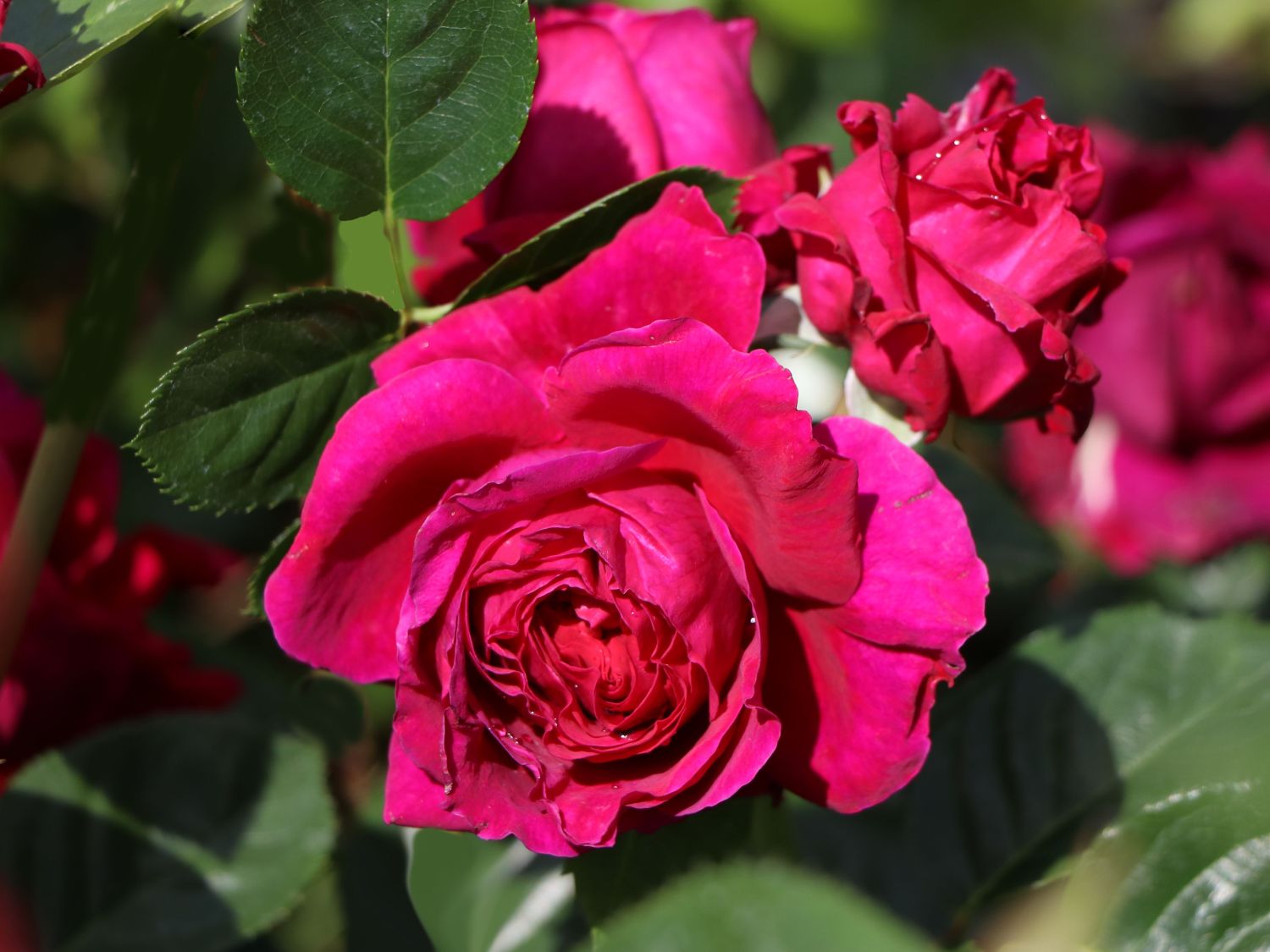 Nostalgie®-Edelrose 'Marietta' ® - Rosa Nostalgie® 'Marietta' ®