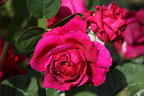 Nostalgie®-Edelrose 'Marietta' ® - Rosa Nostalgie® 'Marietta' ®
