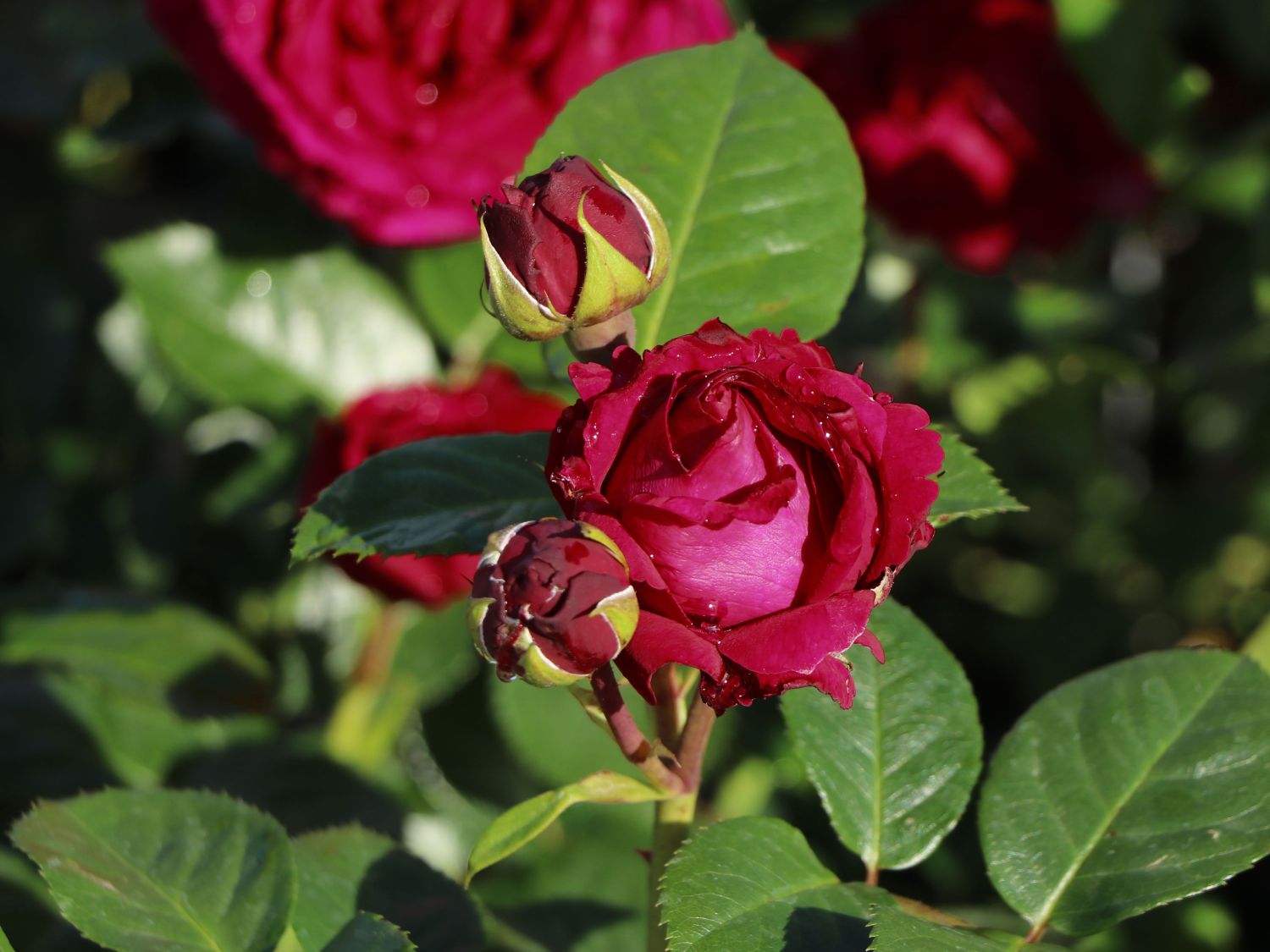 Nostalgie®-Edelrose 'Marietta' ® - Rosa Nostalgie® 'Marietta' ®