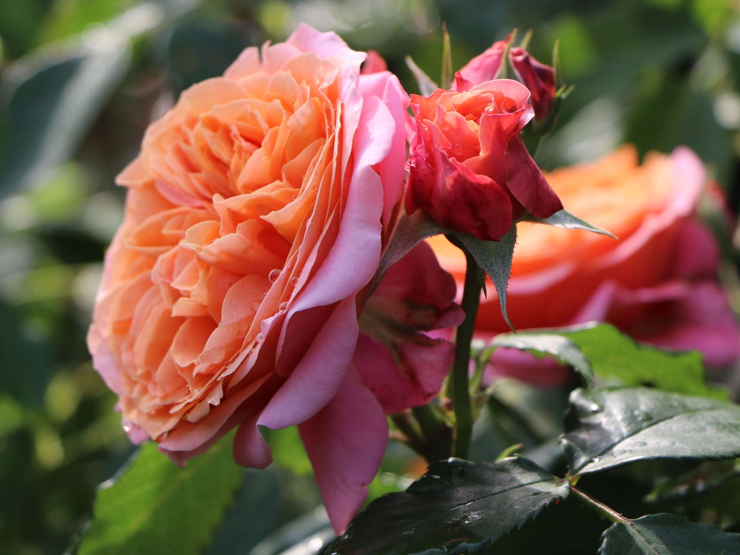 Nostalgie®-Edelrose 'Mary Ann' ®