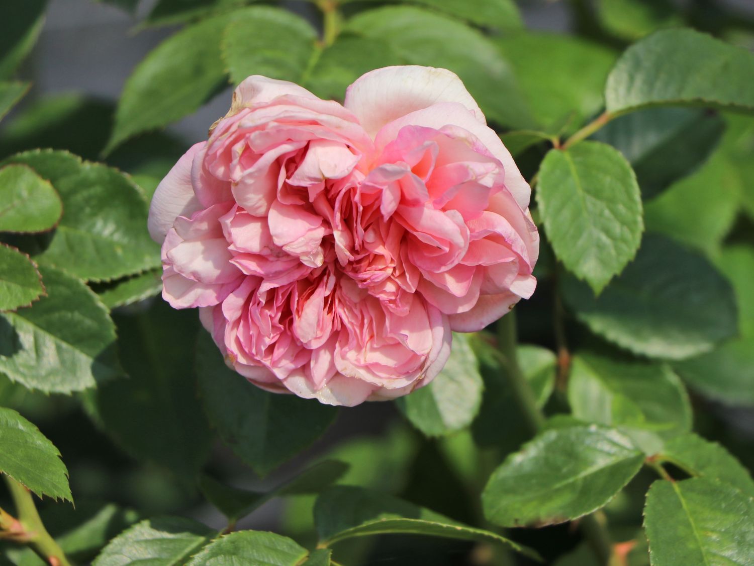 Nostalgie®-Edelrose 'Mauritia' ®