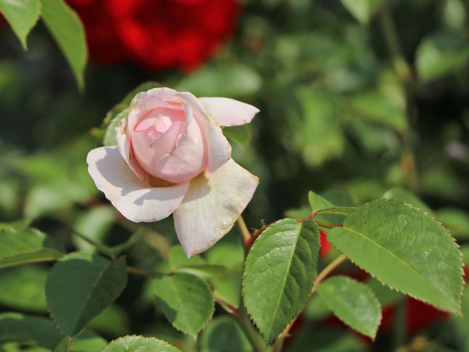 Nostalgie®-Edelrose 'Mauritia' ® - Rosa 'Mauritia' ®