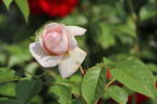 Nostalgie®-Edelrose 'Mauritia' ® - Rosa 'Mauritia' ®